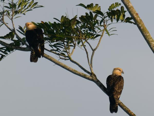<h3><a href="/trips/costa-rica/biota/animalia/chordata/aves/018 falconiformes/001 falconidae/milvago chimachima/milvago chimachima-nl.html">Milvago&nbsp;chimachima</a> / Yellow‑headed&nbsp;caracara / Geelkopcaracara</h3>OM-1 Mark II met M.300mm F4.0 + MC-14, 1/2000 sec  bij F5.6, ISO 800
